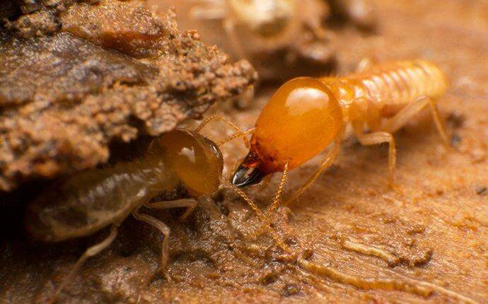 Year-Round Termites In Houston Require A Year-Round Solution
