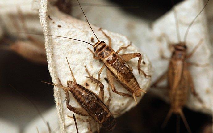 Crickets Driving Dallas/Fort Worth Residents Mad