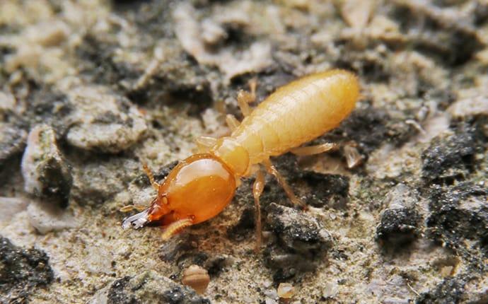 Fort Worth’s Complete Guide To Termite Control