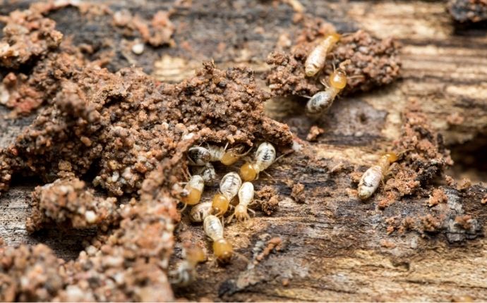 termites-damage-inside-home