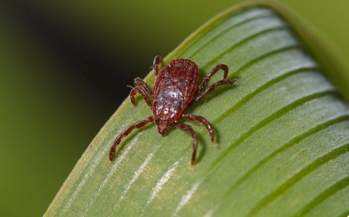 What Houston Residents Need To Know About Tick Control