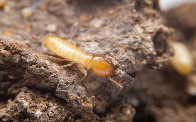 termite-destroying-wood-in-a-home