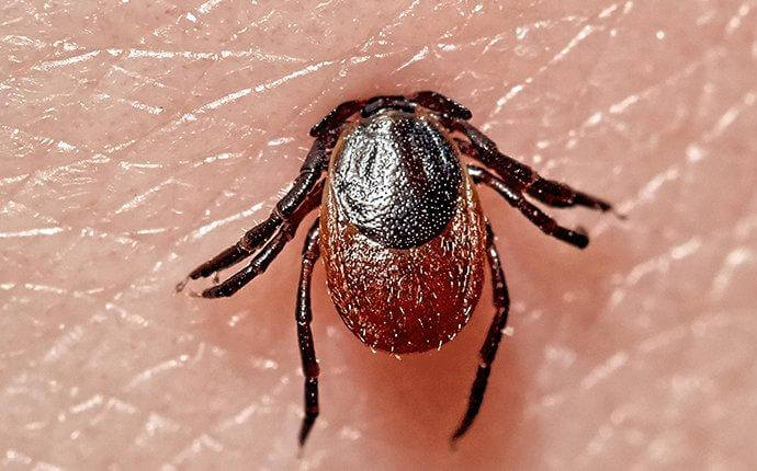What Dallas Residents Ought To Know About Ticks & Lyme Disease