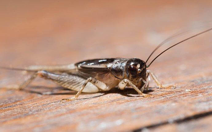 Houston’s Handy Guide To House Cricket Control