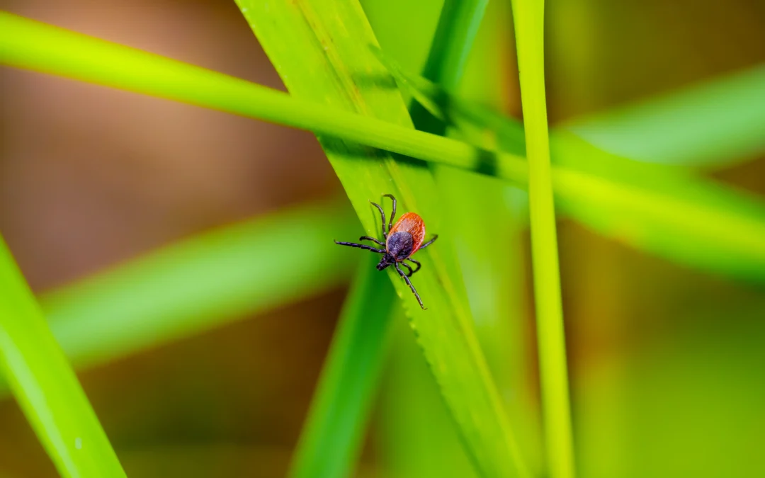 What Dallas Residents Ought To Know About Ticks & Lyme Disease