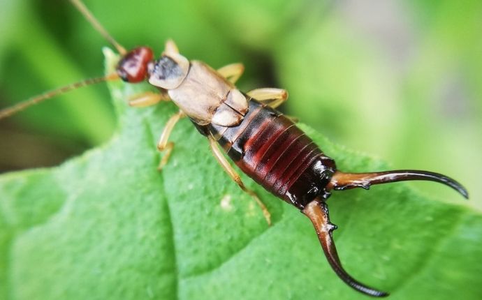 Just How Dangerous Are The Earwigs Around My San Antonio Property?