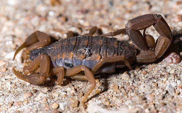 striped-bark-scorpion-crawling-on-the-ground-2