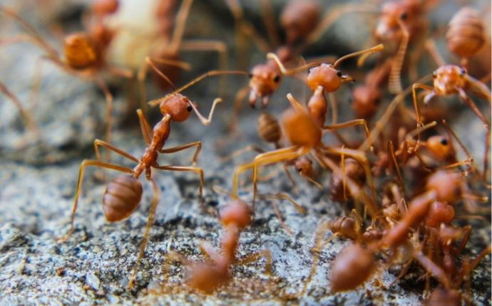 Four Effective Ant Prevention Tips For San Antonio Property Owners