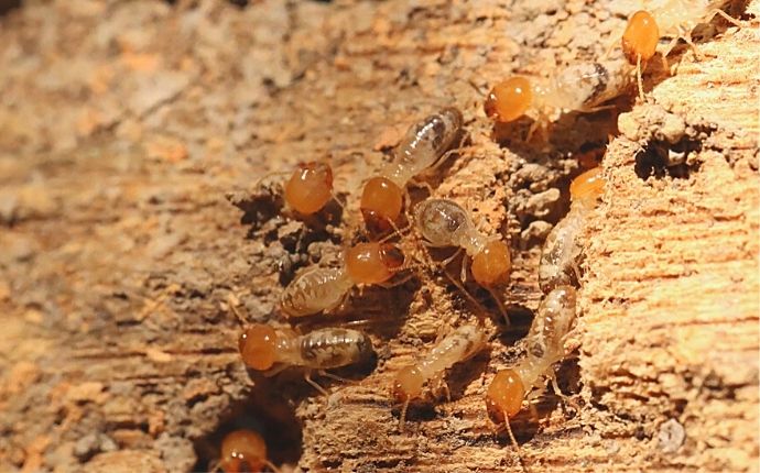 Quick & Simple Termite Protection Tips For Dallas Property Owners