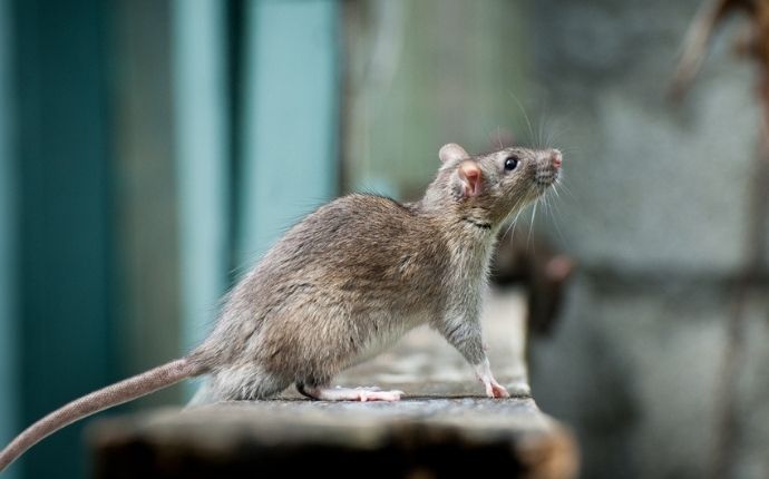 A Step-By-Step Guide To Keeping Rodents Out Of Your Houston Home