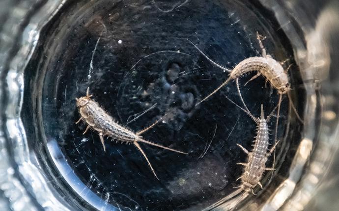 silverfish-trapped-in-a-glass