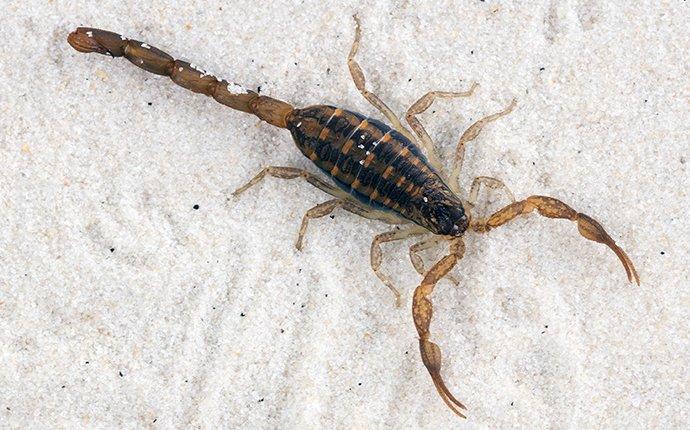 Are Scorpions In San Antonio As Dangerous As They Look?