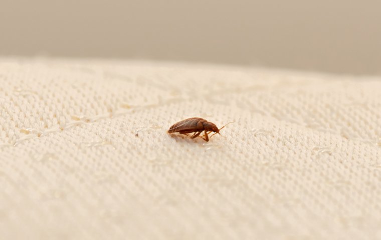 bed bug on a mattress in a murphy tx bedroom