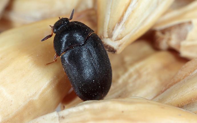 black carpet beetle crawling on grain