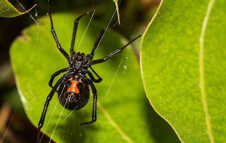 black widow spider creating web behind schertz tx home