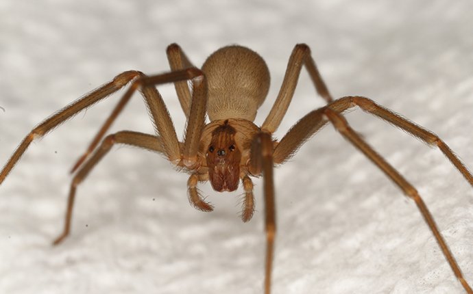 brown-recluse-spider-crawling-on-fabric