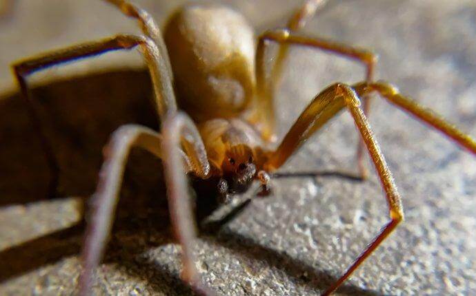 brown-recluse-spider-in-a-basement