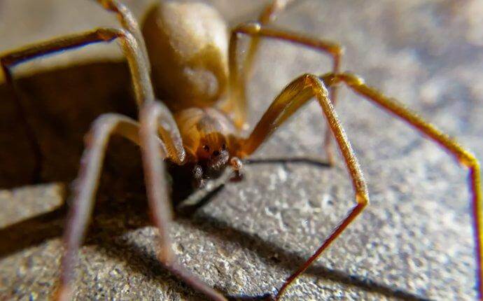 Everything You Need To Know About Houston’s Shy But Dangerous Brown Recluse Spider