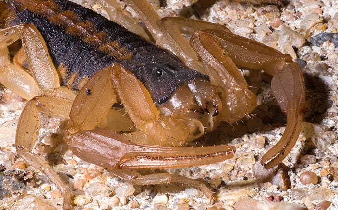 a bark scorpion crawling in a yard in buda texas