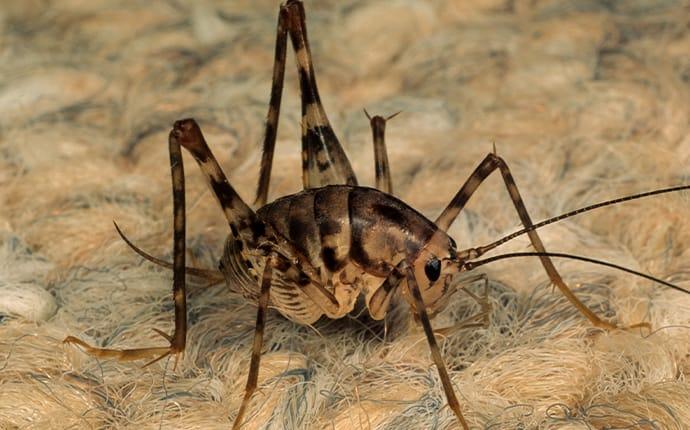Why Are There Camel Crickets In My Houston Basement?