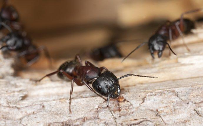 carpenter-ants-crawling-and-chewing-wood