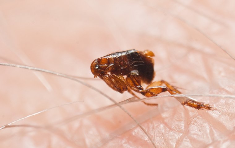 flea crawling on a mansfield tx residents skin
