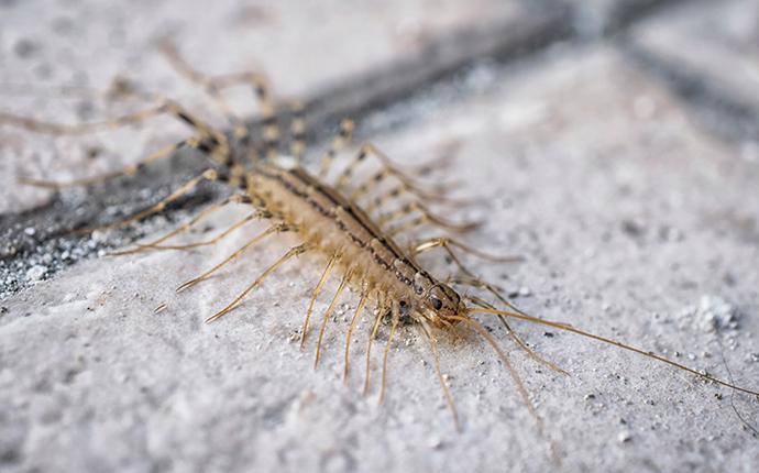 close up of a centipede