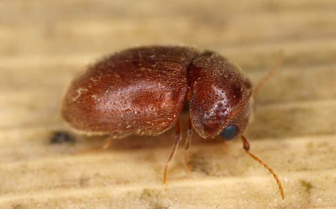 All About Houston’s Little-Known Cigarette Beetle