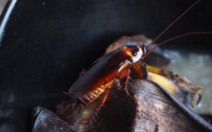 cockroach-crawling-in-garbage