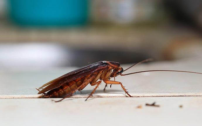 Here Is Why You Should Call The Pros About Cockroaches In Your Houston Home