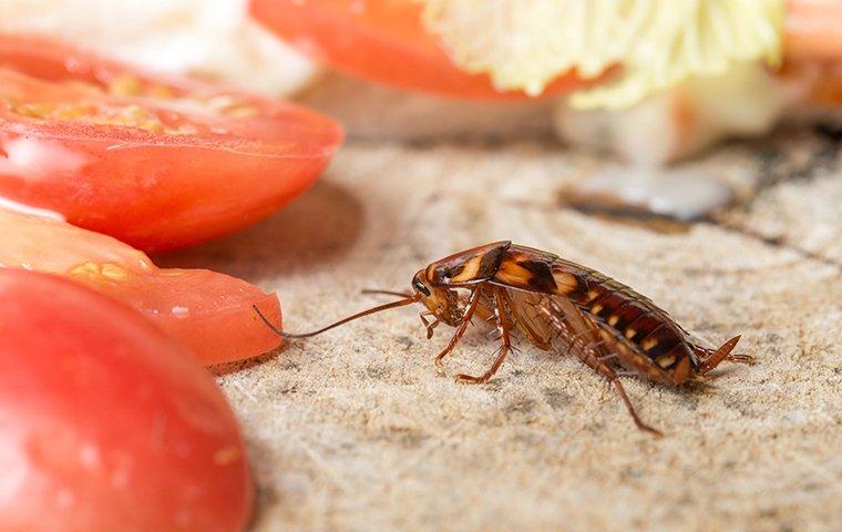 cockroach found in carrollton