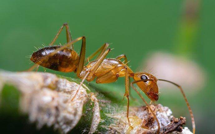 How To Tell If The Ants Around Your Dallas Property Are Dangerous?