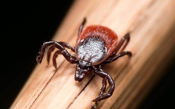Six Easy & Effective Tick Control Tips For Houston Property Owners