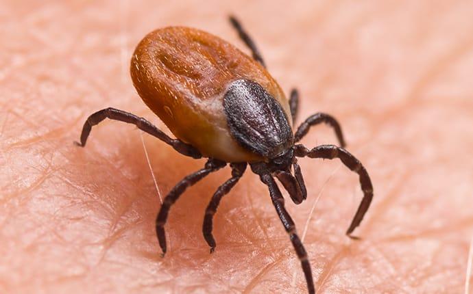 5 Tick Prevention Tips Every Houston Resident Should Know
