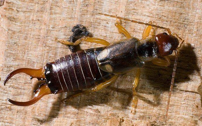 The Truth About Earwigs In Houston