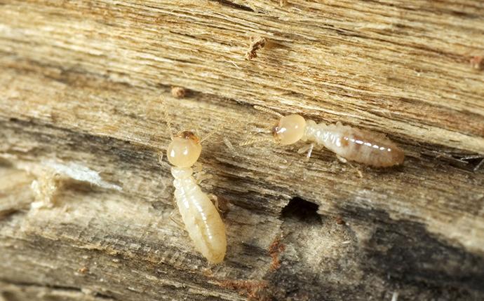 eastern subterranean termites eating wood