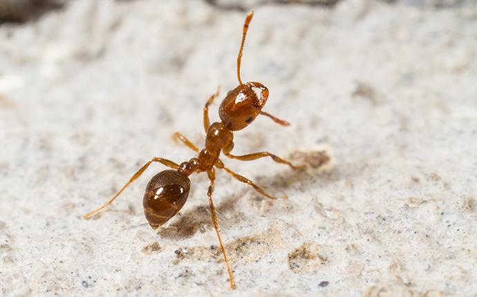 Comprehensive Guide To Ant Identification Ant Control