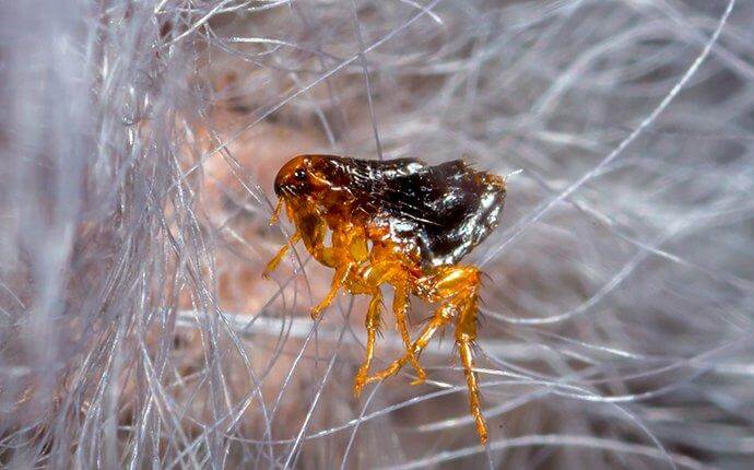 flea-crawling-on-pet-hair