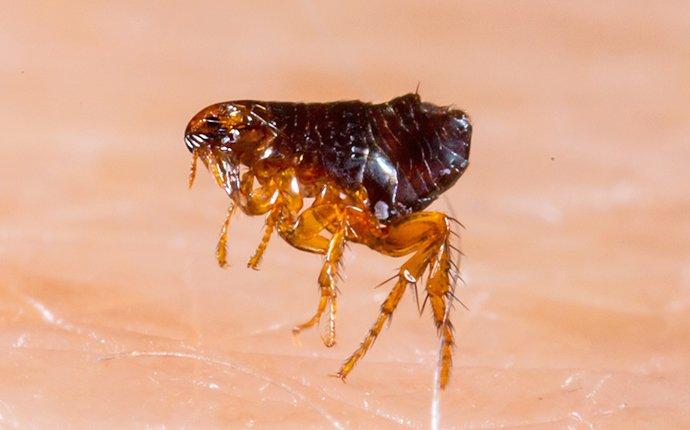 Why Are There Fleas In My Houston Home?