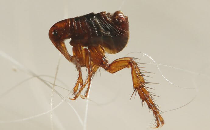 flea-jumping-on-pet-hair