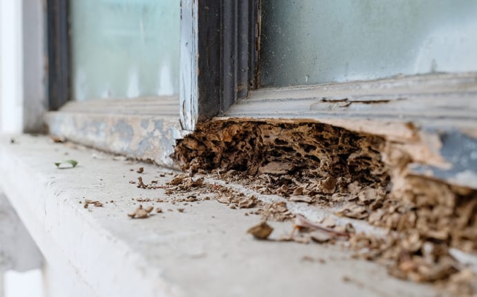 costly termite damage on the exterior of a corinth tx home