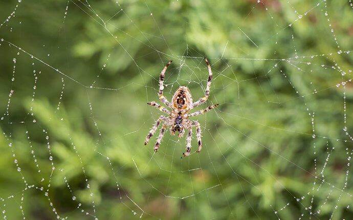 garden-spider-hanging-in-web