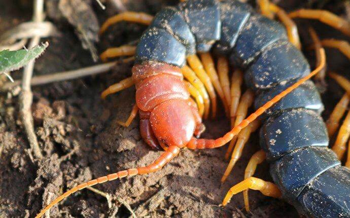 Are Dallas Centipedes Dangerous?