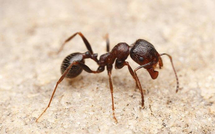 What Dallas Property Owners Need To Know About Harvester Ants