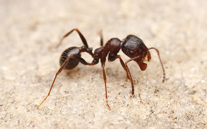 harvester ant on kitchen counter