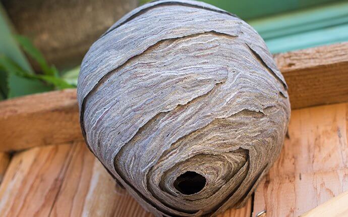 Why You Shouldn’t Try To Remove A Hornet’s Nest From Your Dallas Property On Your Own