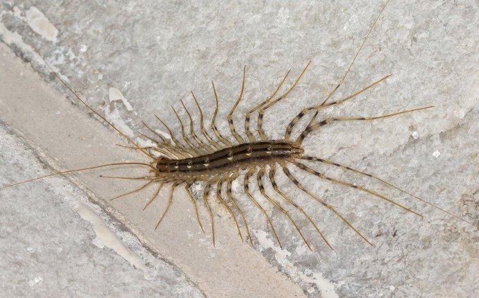 Centipedes In Dallas/Fort Worth Can Actually Be Painful