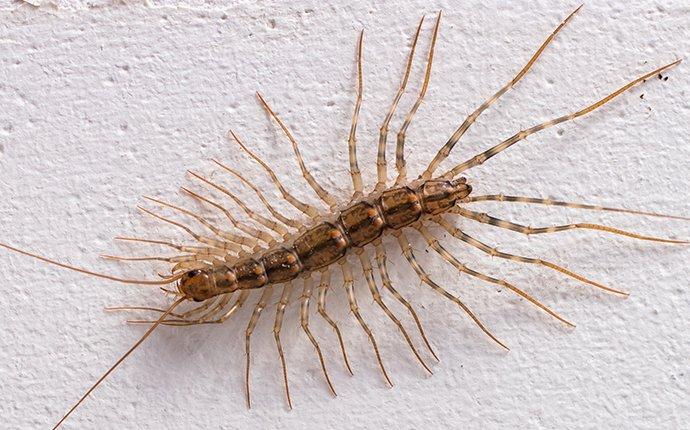 house-centipede-crawling-on-kitchen-wall