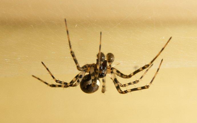 What It Means If Your Dallas/Fort Worth Home Has More Spiders Than Usual