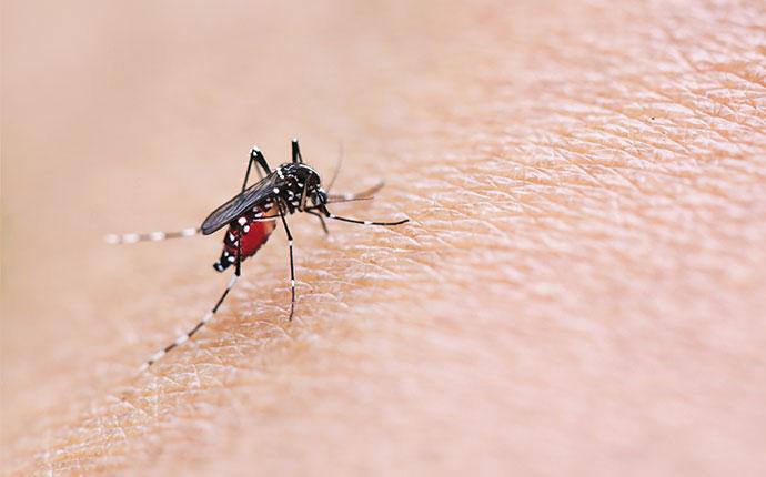 houstons-tiniest-pest-mosquitos